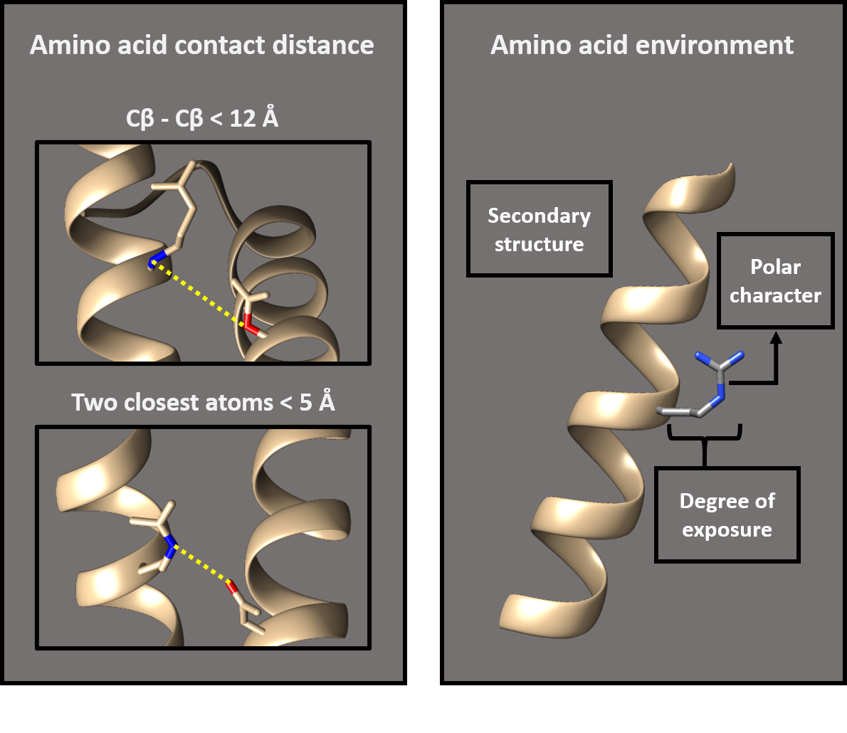 Amino acid contact distance