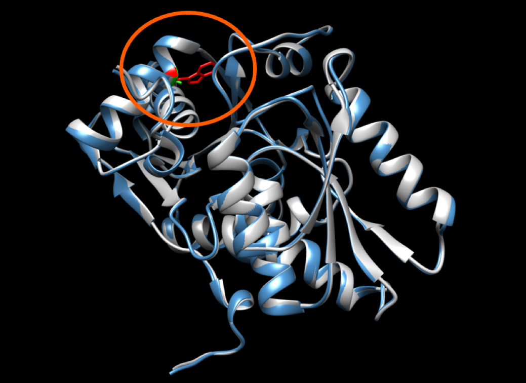 Cysteine synthase A mutated